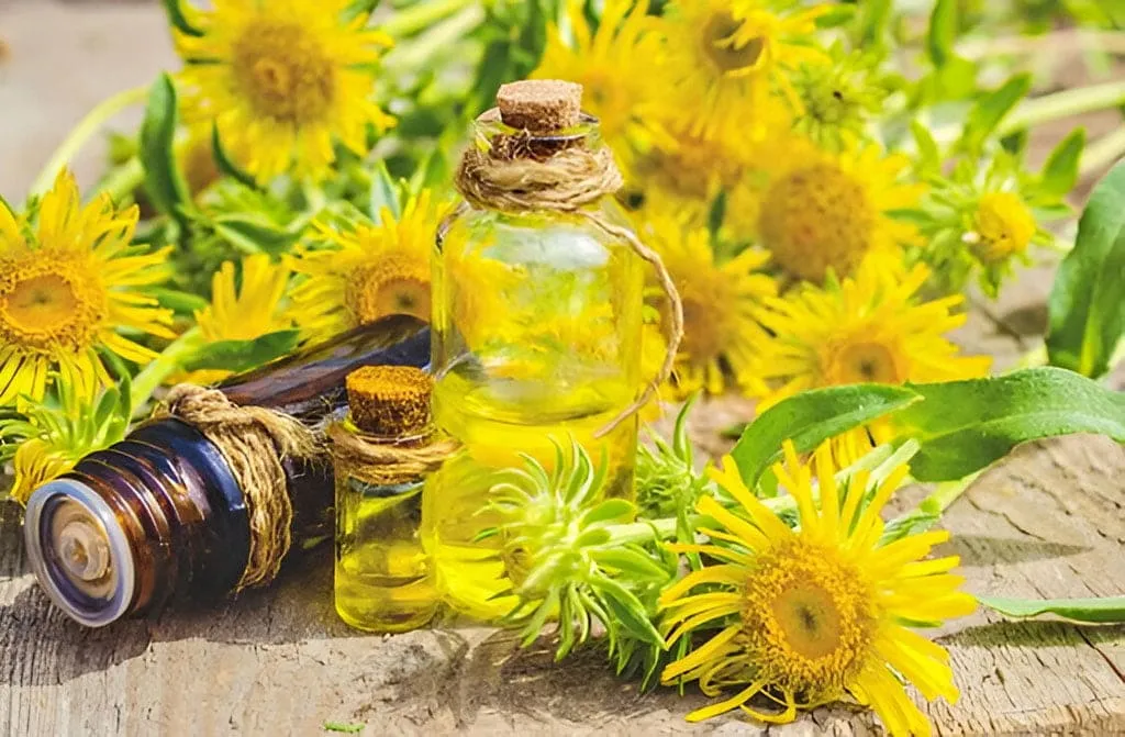 Elecampane Essential Oil and Flowers